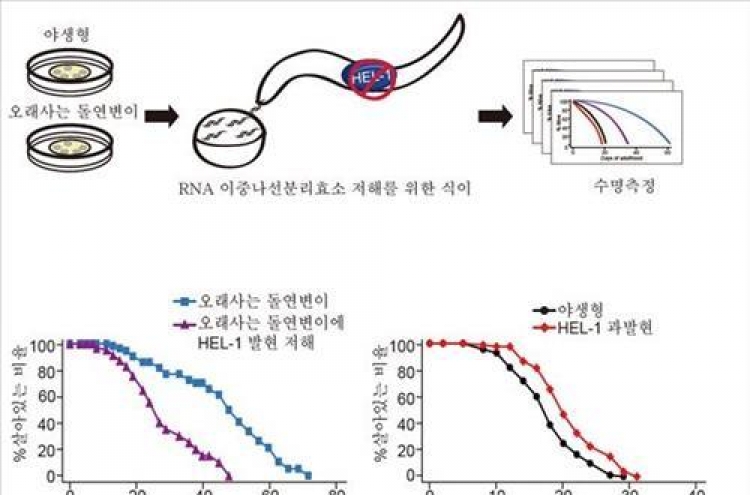 수명조절 RNA효소 발견…예쁜꼬마선충 수명 18% 연장