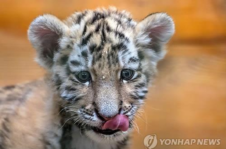 중국 백두산호랑이 새끼 70마리 번식 성공