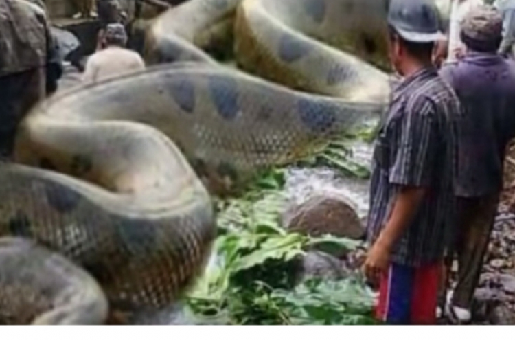 250명 잡아먹은 거대 뱀 아마존서 ‘발견’