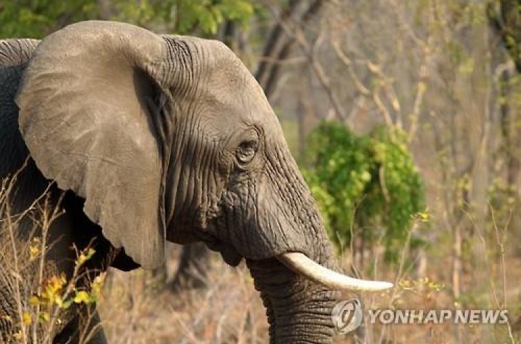 짐바브웨서 코끼리 14마리 청산가리 독살…상아 노린 듯