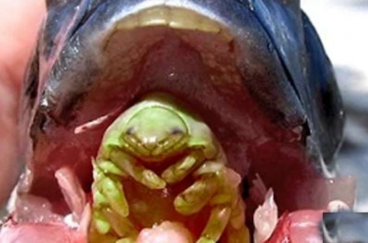 숙주 혀 뜯어내고 ‘혀’가 되는 기생충 ‘끔찍’