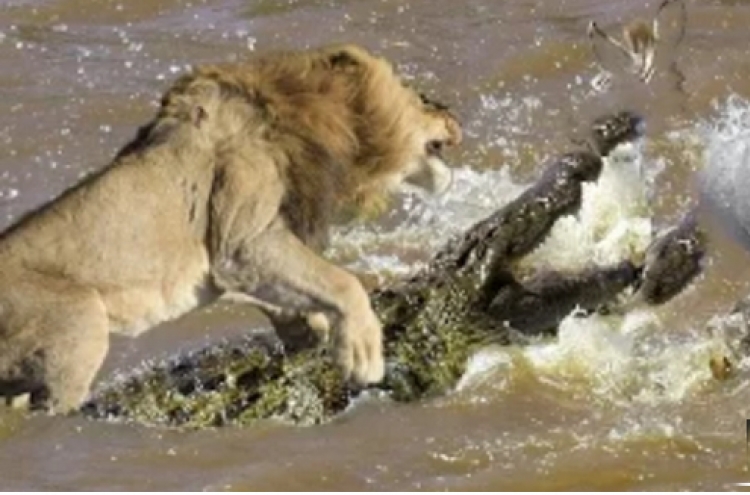 사자 몰래 공격한 악어 ‘반전영상’