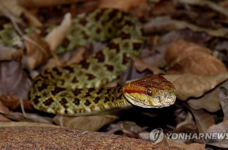 브라질서 17개월 유아가 맹독 살무사 물어 죽여