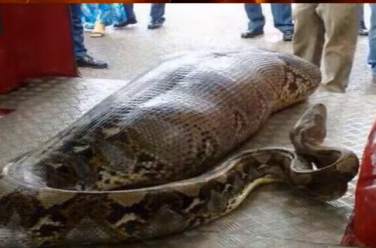 브라질서 10대 소녀 잡아먹은 거대 뱀, 마을 주민 ’충격‘
