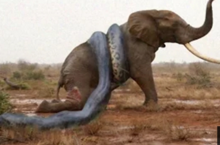 코끼리 공격하는 ‘거대뱀’ 순식간에...
