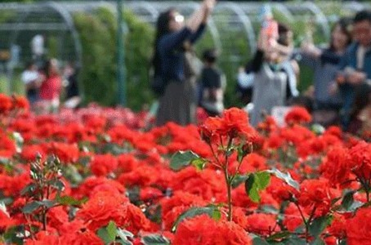 Largest rose festival to open in Ulsan