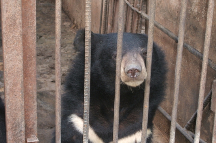 Couple seeks to end bear bile trade in Korea, build sanctuaries