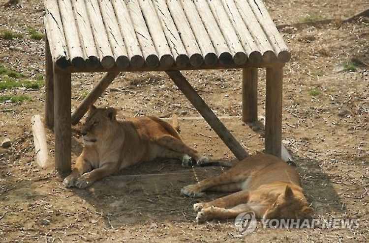 서울대공원서 사자에 돌팔매질…공원측 "수사의뢰 검토"