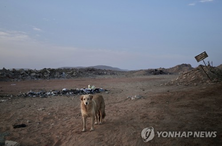 "'유기견 천국' 이집트, 한국에 '살아있는 개' 수출 검토"