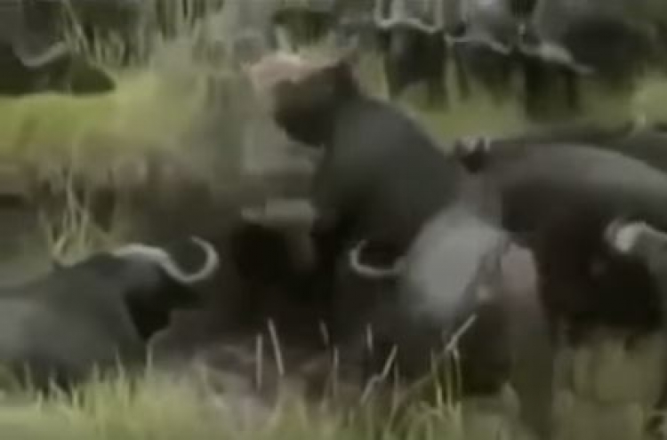 (영상) 사자, 들소떼에 무참히...
