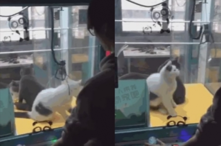 (영상) 인형 대신 고양이 뽑기...‘동물학대’ 논란