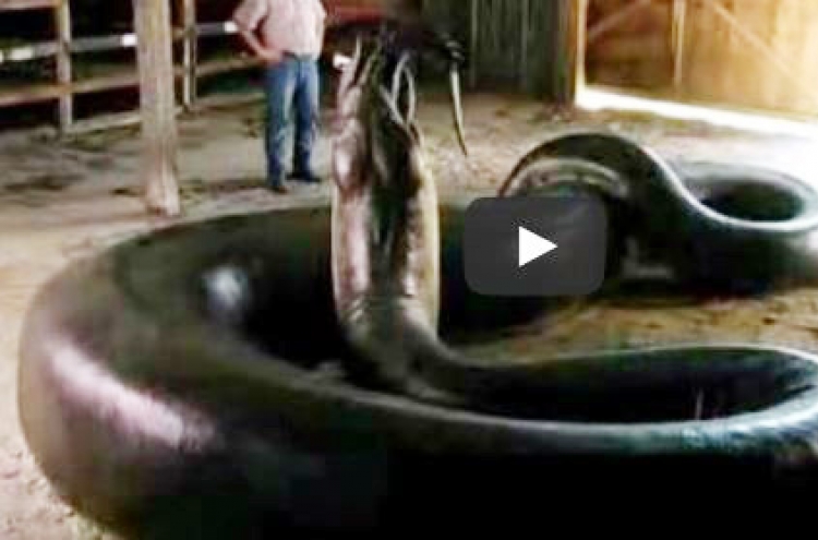 (영상) 세상최대 아나콘다 20마리