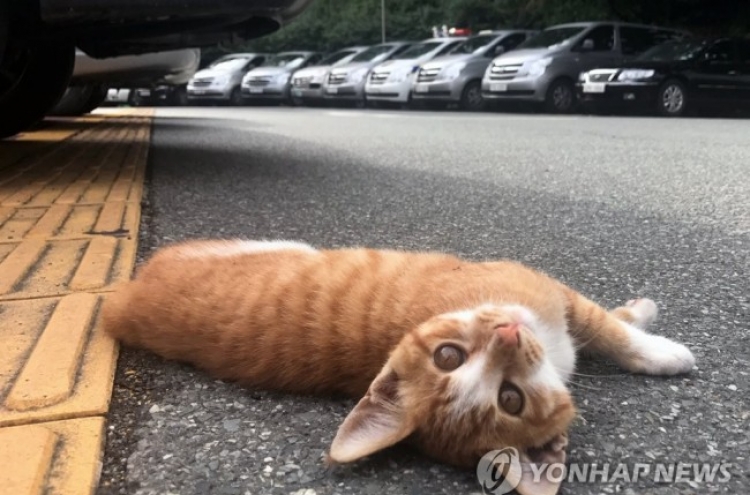 '고양이 괴롭혀 화난다'…함께 살던 10대 폭행해 사망