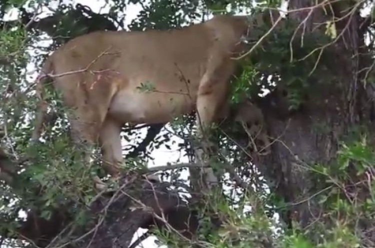 (영상) 나무 위로 도망친 사자...죽음의 공포