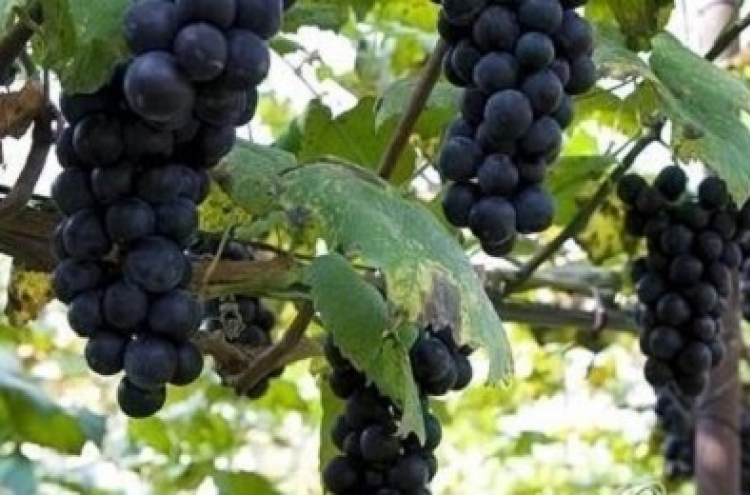 Korea set to expand grape exports to Australia