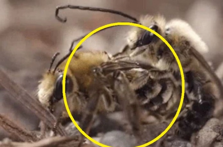 (영상) 사랑을 나누는 꿀벌...‘무서워’