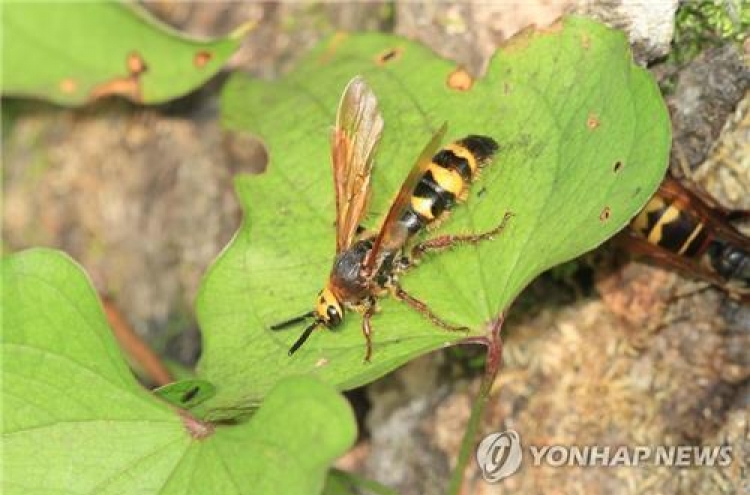 예비군 훈련 중 단체로 벌 쏘여…병원 이송