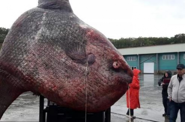 거대생선 낚아 저울 달아보니 1200kg