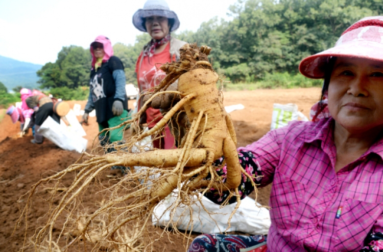 [Eye Plus] Harvest season comes for ginseng