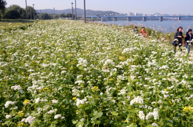 [Photo News] Han River covered with buckwheat flowers