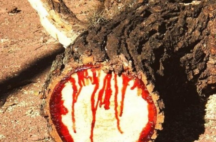 피 흘리는 나무, 정체는 '용혈수'