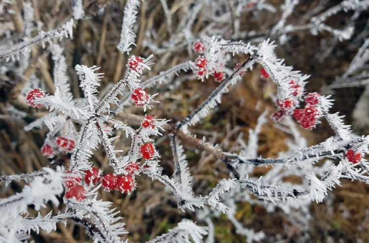 How does one know of first snow in Seoul?