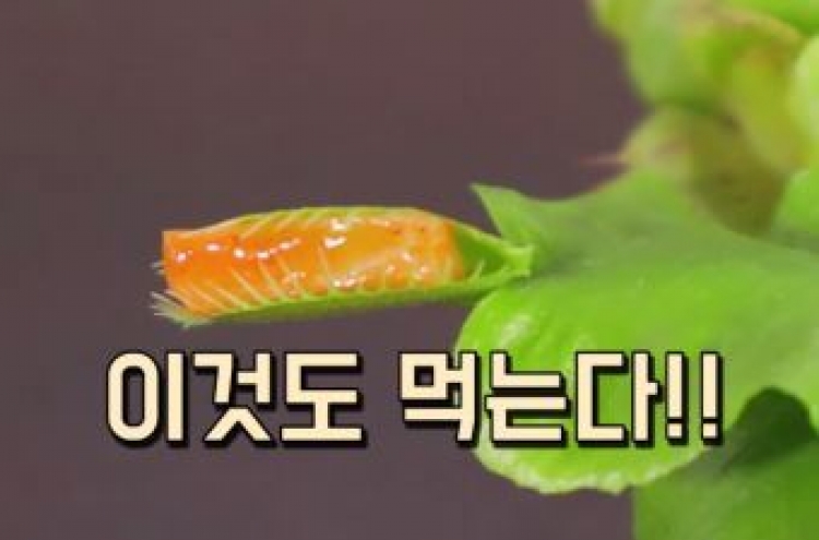 ‘죽음의 식물’… 불닭볶음면 먹어