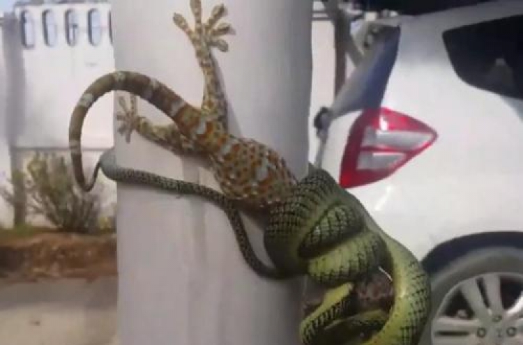 (영상) 태국 여행간 남성, 얽혀있는 뱀 맨손으로 ‘해결’