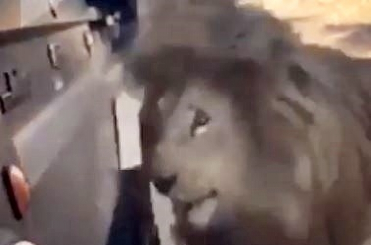 (영상) 사자 70마리 사는 곳 들어간 직후 ‘망부석 신세’
