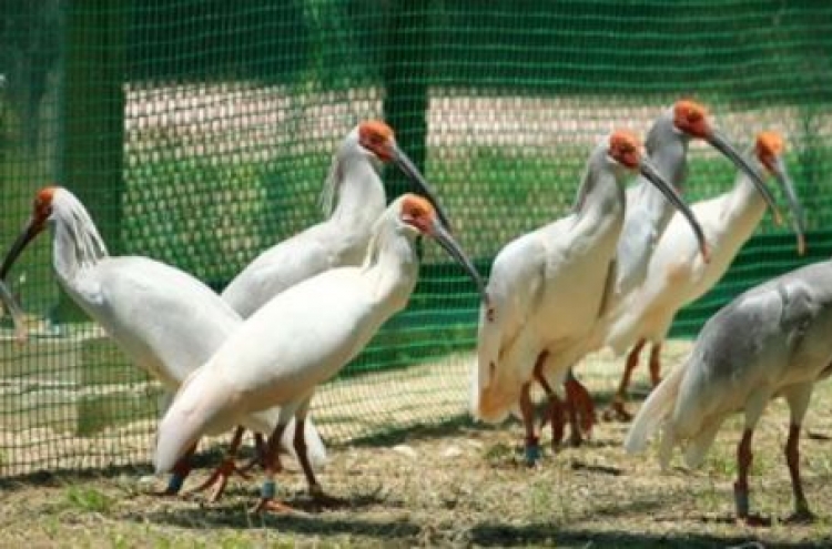 Bird flu poses no major risk in effort to reintroduce crested ibises to wild