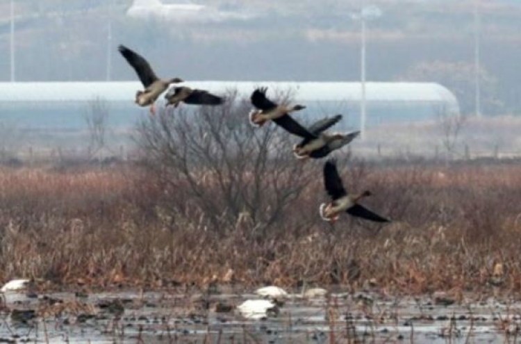 Case of bird flu detected at Korean duck farm