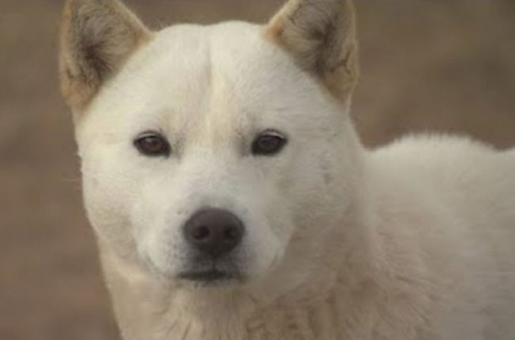 Man booked for killing Jindo dog