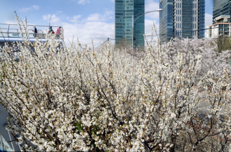 [Photo News] Cherry blossom season has arrived