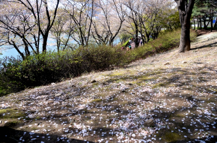 [Photo News] The end of spring cold spell