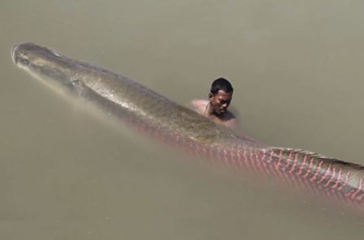 (영상) 아마존강 괴물, 길이 2.5M, 무게는 200KG