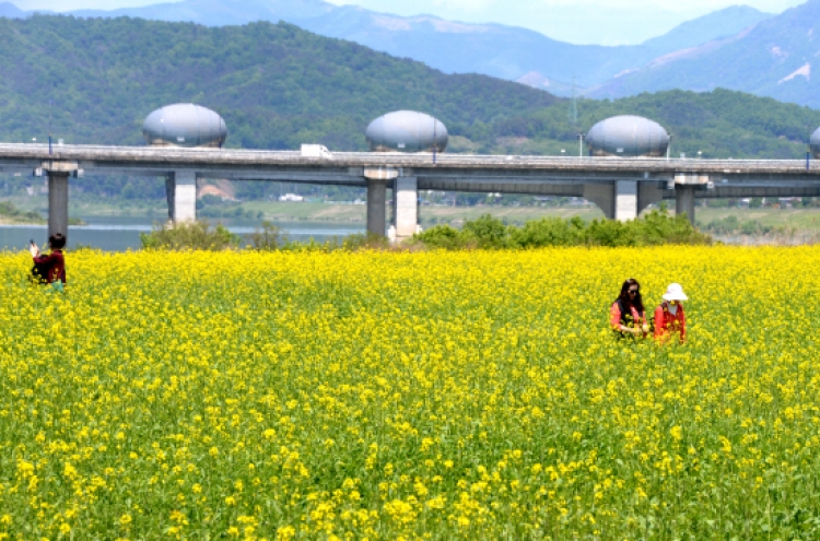 [Photo News] A carpet of canola blossoms