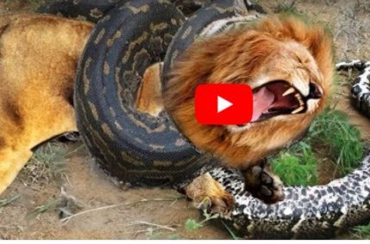 (영상) 비단뱀 얕본 사자의 처절한 운명