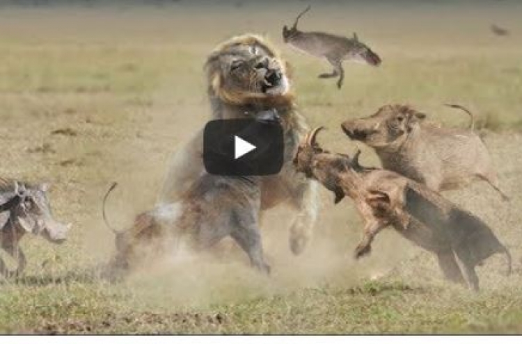 (영상) 사자 멱살 잡고 구타하는 멧돼지