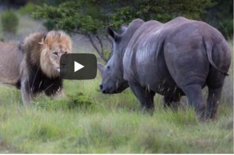 (영상) 코뿔소 먼저 때린 사자 ‘상처투성이’