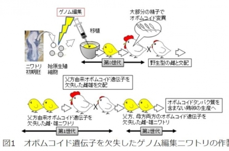 게놈편집으로 1개 30억짜리 '알' 낳는 닭 만들었다