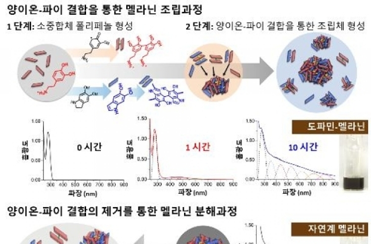 '하얀피부의 비밀' 멜라닌 형성·분해과정 찾았다