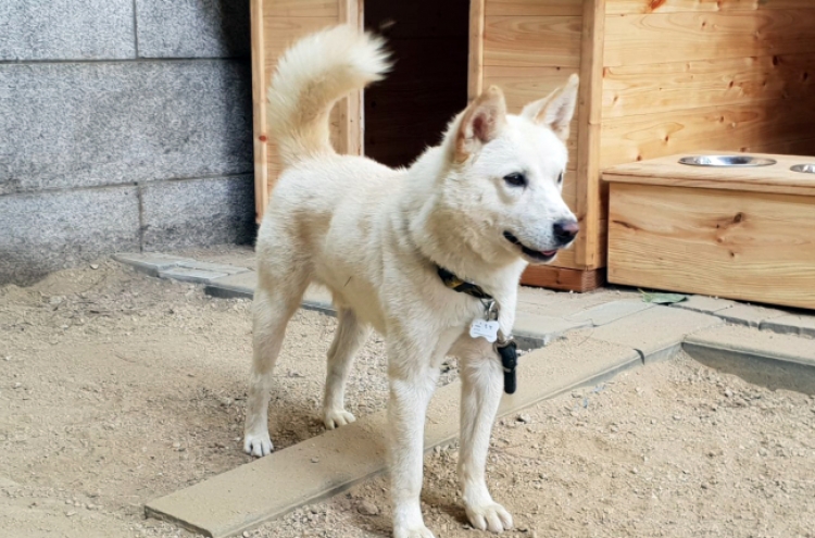 N. Korea gifts pair of Pungsan dogs to mark inter-Korean summit in Pyongyang