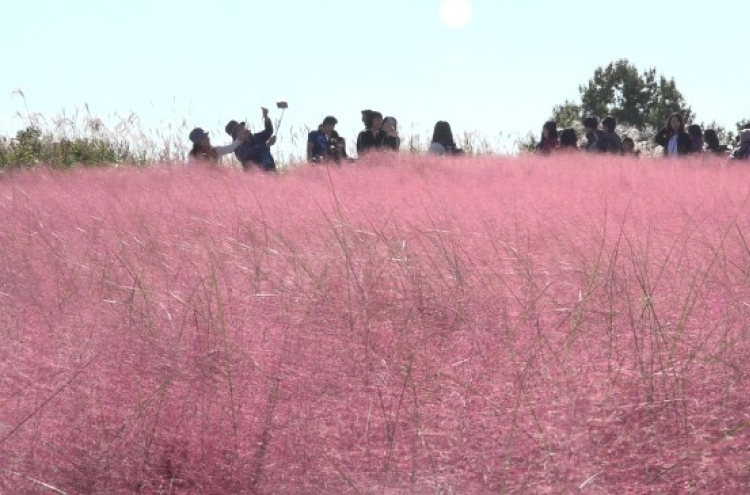 [Video] Autumn blooms in pink nationwide