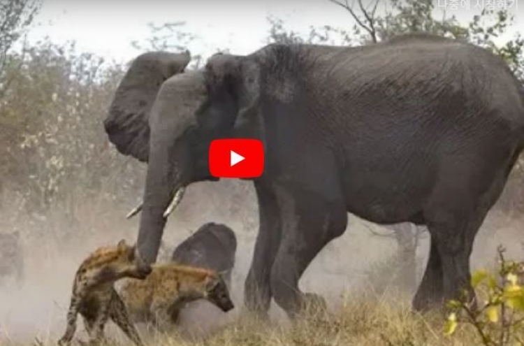 (영상) 코끼리 족쳐 ‘한상 차리는’ 하이에나