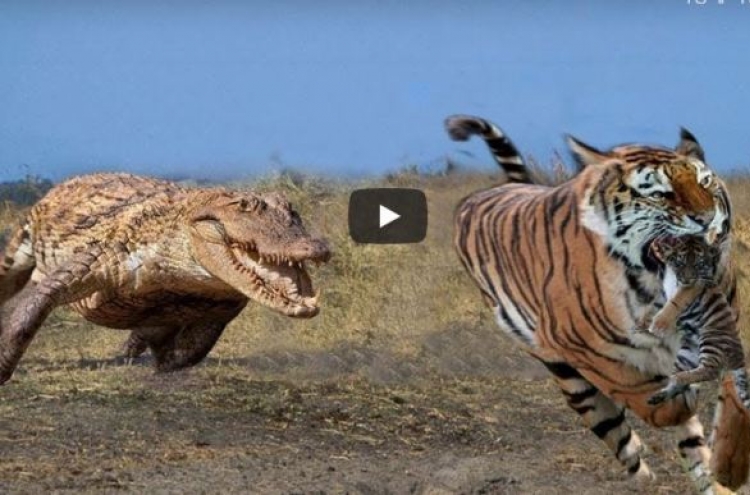 (영상) 호랑이 모가지 깨문 악어 ‘의식불명’