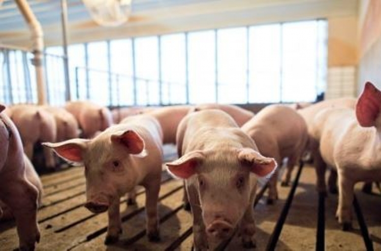 Alleged brutal killings of piglets at pig farm draw animal abuse outcry