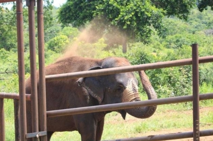 학대받다 버려진 코끼리 50년 만에 보호소에서 새로운 삶 찾아