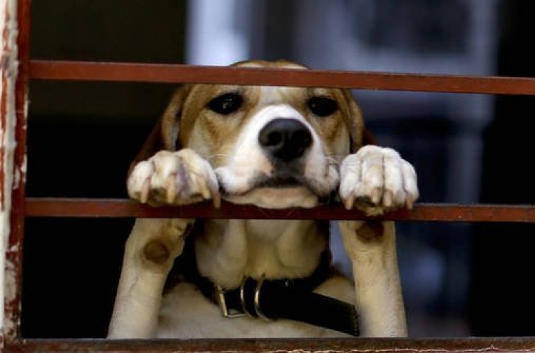 Euthanasia of rescued dogs sparks debate on animal rights