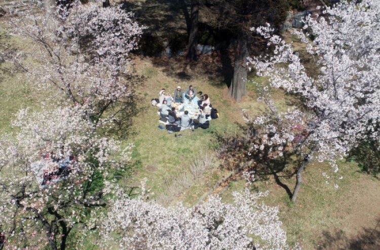 Bus hours extended for Cherry Blossom Festival