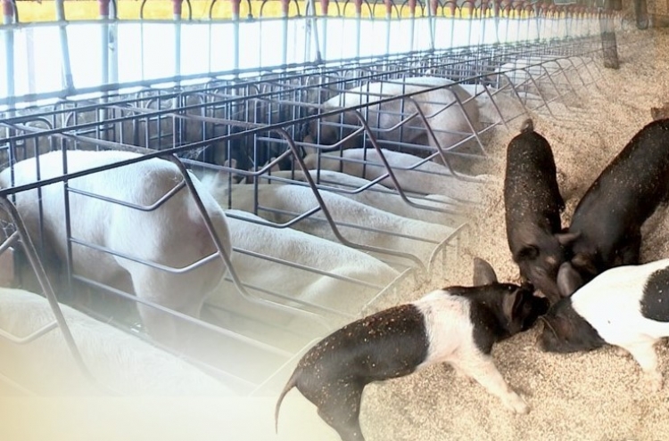 아프리카돼지열병 비상…남은 음식물 돼지에게 주는 행위 금지